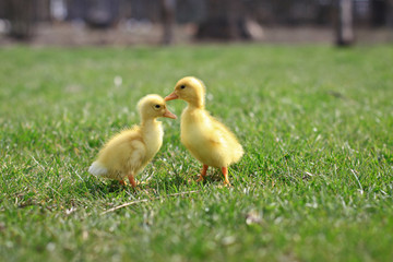 Seed small ducks and geese on the green grass. Farm in the village area. Background