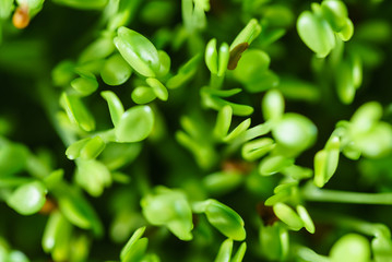 microgreen field