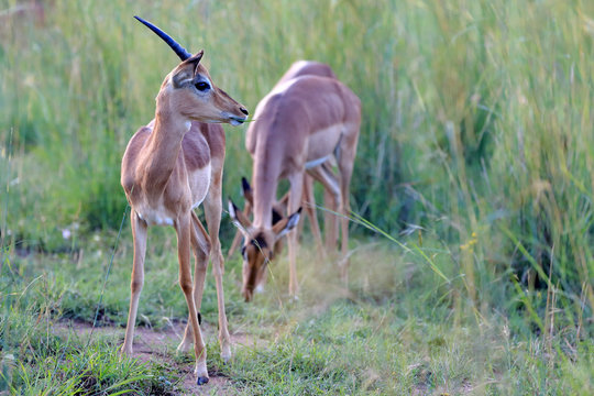 Fototapeta antylopy impala (Aepyceros melampus) w parku narodowym Pilanesberg