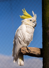 Dalton-in Furness, Cumbria, UK. April 2015. Cockatoo enjoying some sunshine at the South lakes safari park, Dalton-in-furness, Cumbria, UK