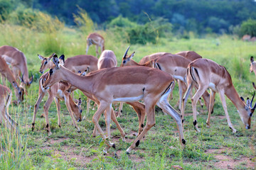 antylopy impala (Aepyceros melampus) w parku narodowym Pilanesberg © andrzej_67