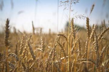 Golden wheat and corn on a meadow at sunrise. Blur bokeh background