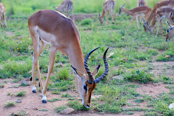 Antylopa impala (Aepyceros melampus) w parku narodowym Pilanesberg © andrzej_67