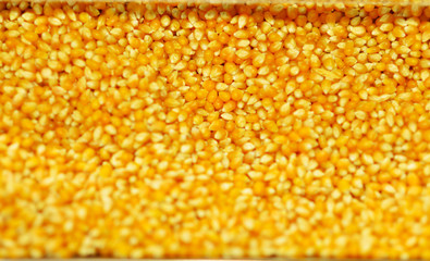 Close up of corn grains. Whole background.