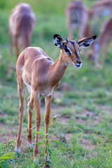 Antylopa impala (Aepyceros melampus) w parku narodowym Pilanesberg © andrzej_67