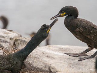 Shags on the Farne Islands bird sanctuary, Northumberland, UK