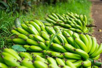 A bunch of bananas