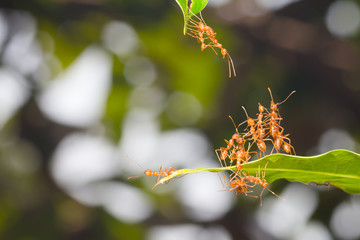 Ant action standing.Ant bridge unity team