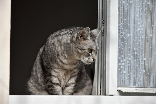 Gray tabby cat watches from the window - Powered by Adobe