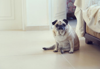 Funny pug dog sitting on a floor - 139563424