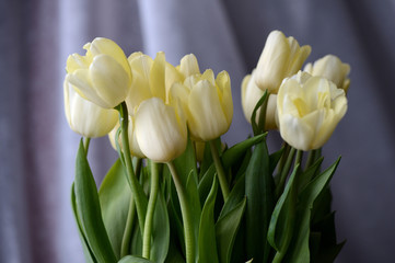 Bouquet of the light-yellow tulips lit with daylight in cloudy weather