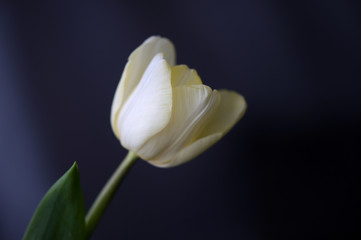 Light-yellow flower of a tulip on a dark background