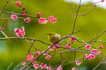 The Japanese White eye.The background is plum blossoms. Located in Yokohama, Kanagawa Prefecture Japan.