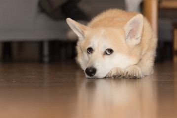 Corgi lying on floor