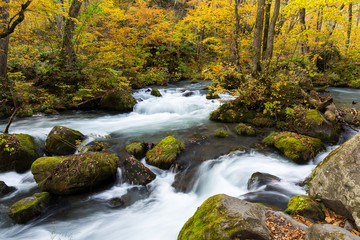Fototapeta na wymiar Japanese Oirase Mountain Stream in autumn season