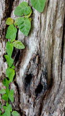 green leaves on tree trunk