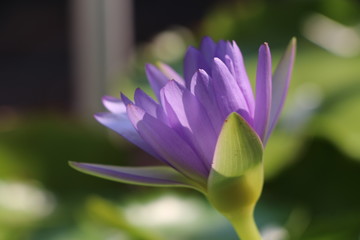 Purple lotus flower on the pond