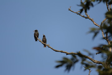 Couple d'étourneaux sansonnet