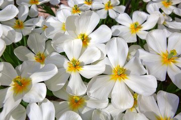 White tulips background.