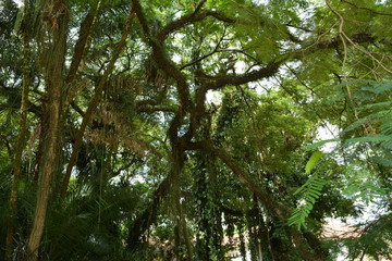 Fototapeta premium Parque Municipal Vicentina Aranha, São José dos Campos, SP, Brazil