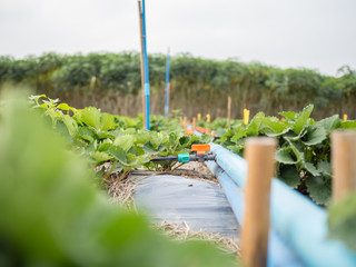 strawberry field