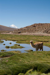 Lama in Chili