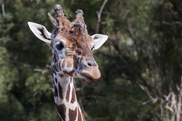 Portrait de girafe