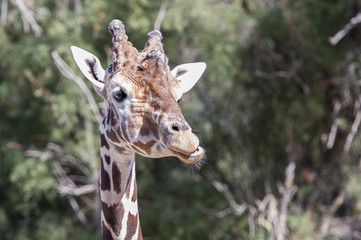 Obraz premium Girafe