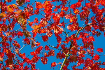 Vibrant red leaves