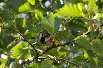 Moineau domestique perché sur un arbre, Passer domesticus