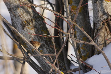 Troglodyte mignon, Troglodytes