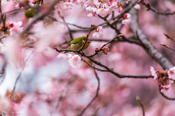 The Japanese White eye.The background is winter cherry blossoms. Located in Tokyo Prefecture Japan.
