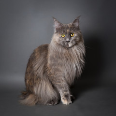 Chat maine coon 