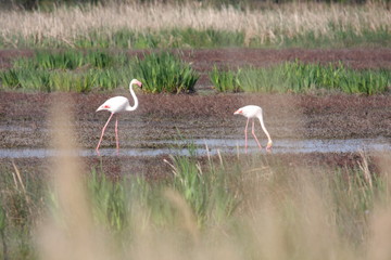 Flamants roses en Camargue, Franc
