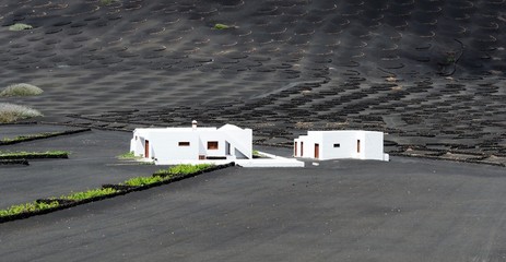 Weinanbau auf Lanzarote
