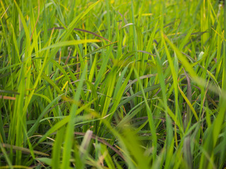 green grass in bright sunlight summer background.