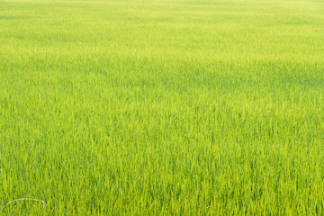 Rice field background.