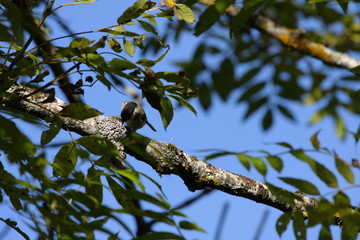 Fauvette à tête noire mâle perchée sur un arbre, Sylvia atricapilla