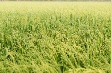 Obraz premium Close up of green paddy rice.