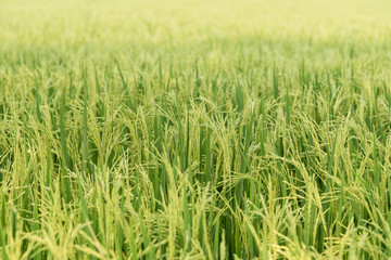 Close up of green paddy rice.