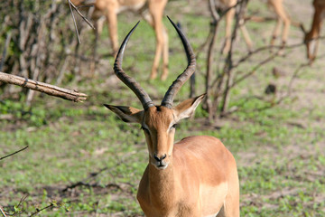 Naklejka na ściany i meble Kudu (Tragelaphus) Grazing in Chobe Park , Botswana