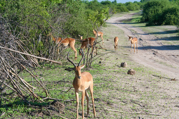 Kudu (Tragelaphus) Grazing in Chobe Park , Botswana