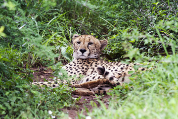 Cheetah