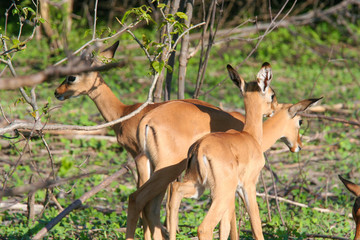 Kudu (Tragelaphus) Grazing in Chobe Park , Botswana