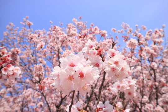 桜集団