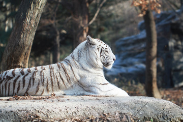 sitting White wild Tiger on the rock in the Forest