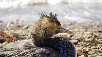 Ecological disaster. Oil spill, birds dying on the shore