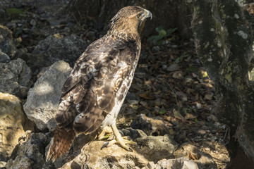 hawk
