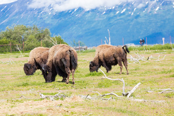 Buffalo Grazing in Alaska