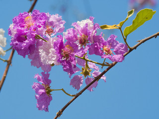 Lagerstroemia flower tree on blue sky background
